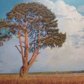 Береговая сосна