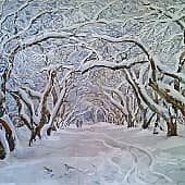 Кружево зимы