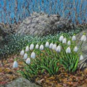 Подснежники