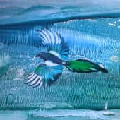 Сорока-белобока