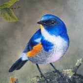 Здравствуй маленькая птичка