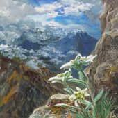 Эдельвейсы.