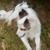 Бима на природе в первый раз с нами