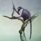 Грустная обезьяна