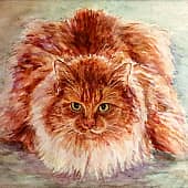 Любимый котик