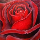 Бархатная роза