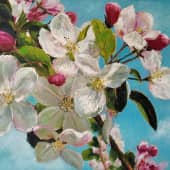 Яблоневый цвет