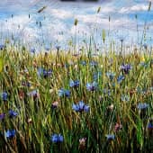 Васильковый луг