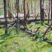 Селигер. Лес