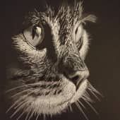 Ночью все кошки серы...