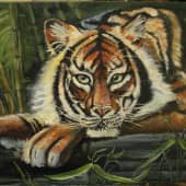 Тигр на отдыхе.