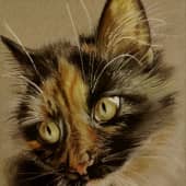 1 марта - День кошек