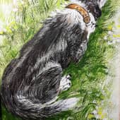 Любимая собака - Зайка