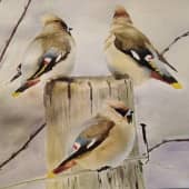 Свиристели