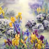 Ирисы у воды.