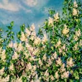 Белой сирени ветки душистые