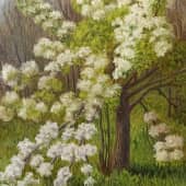 Цветение надломленной груши.