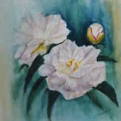 Белые пионы