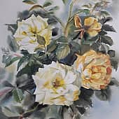 "Желтые розы"