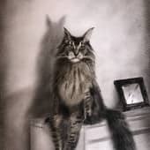 Кот на комоде