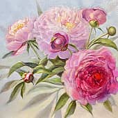 Розовые пионы