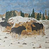 Лоси у стога сена