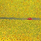 Поле подсолнухов