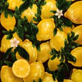 «Лимонное настроение»