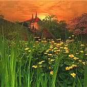 цветы на закате