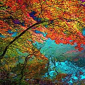 Склонившиеся ветви.