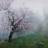 "Старый абрикос"