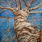 Березка под моим окном.