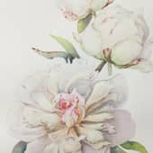 Пион с розовыми каплями