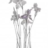 Касатики Сибирские 