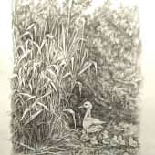 Моё утиное семейство