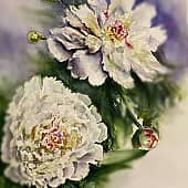 Пионы в саду