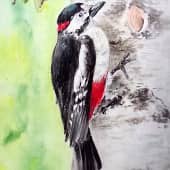 Дятел на березе