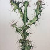 Rhino Thorn Euphorbia, сюжет 2