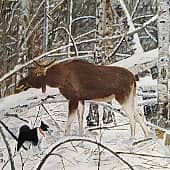 Охота на лося с собаками.