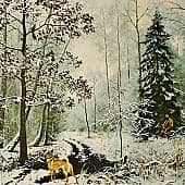 Прогулка с лайкой по первому снегу