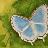 ГОЛУБАЯ БАБОЧКА