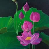 Вьетнамский лотос