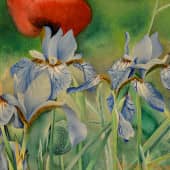 Ирисы