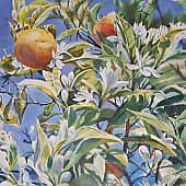 Цветение мандарина. Испания. Малага.