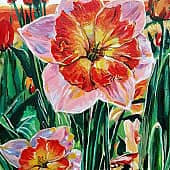 Нарциссы и тюльпаны на закате