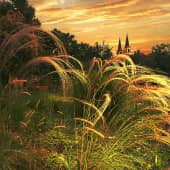 Отблески заката на траве