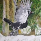 Раскрывая крылья