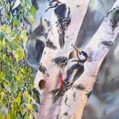 Дятлы и березы