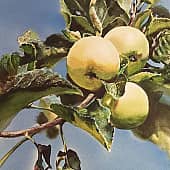 Райский сад у сестры.