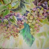 Виноград поспел.
